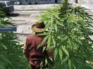 FiveM Weed System (V4) preview